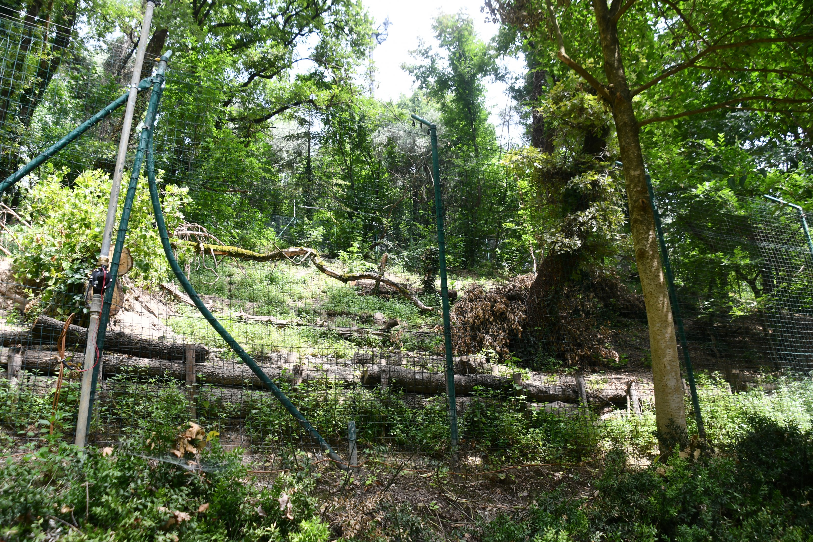 Wolves exhibit (view from below)