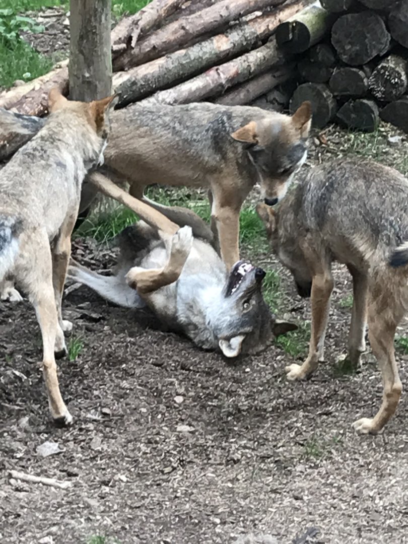 Wolves fighting