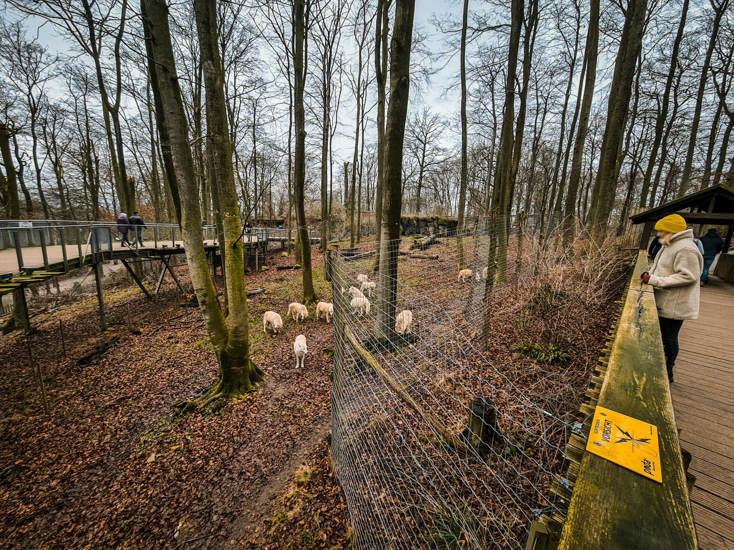 Wolves in the Black Bear enclosure