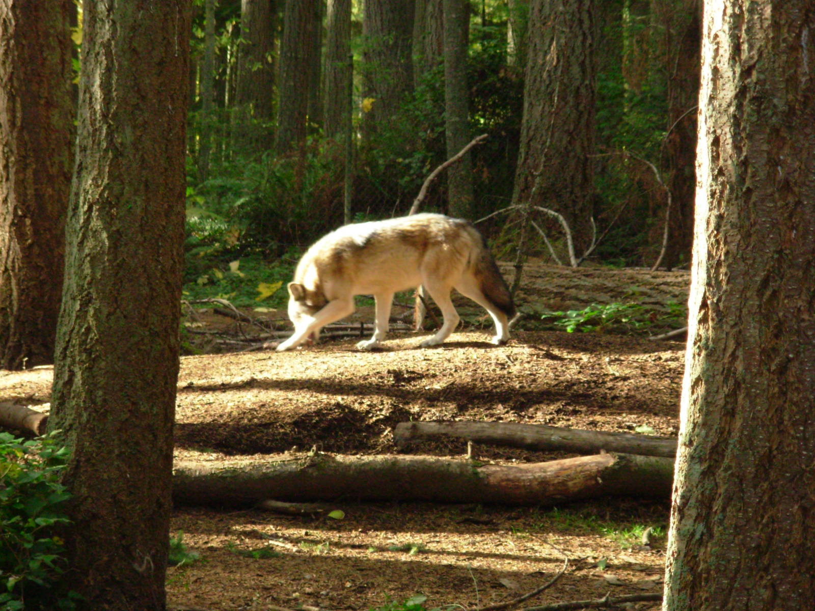 Wolves - Northwest Trek Wildlife Park