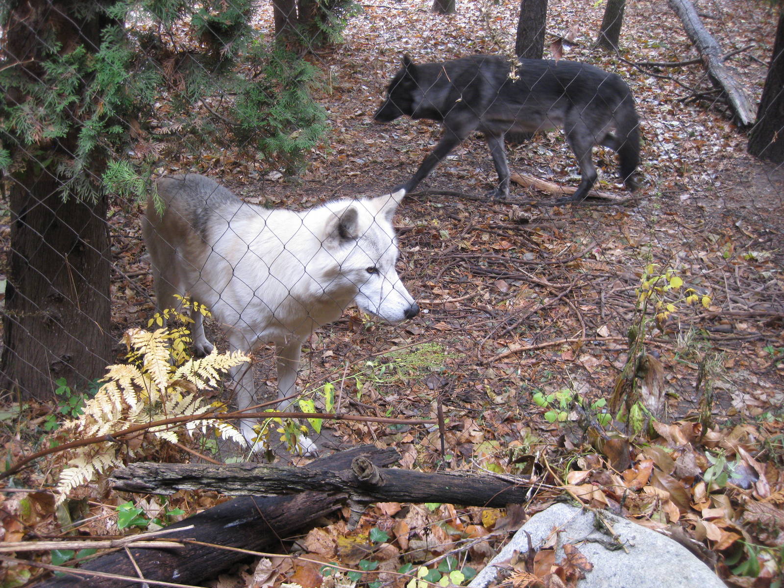 Wolves on the Minnesota Trail