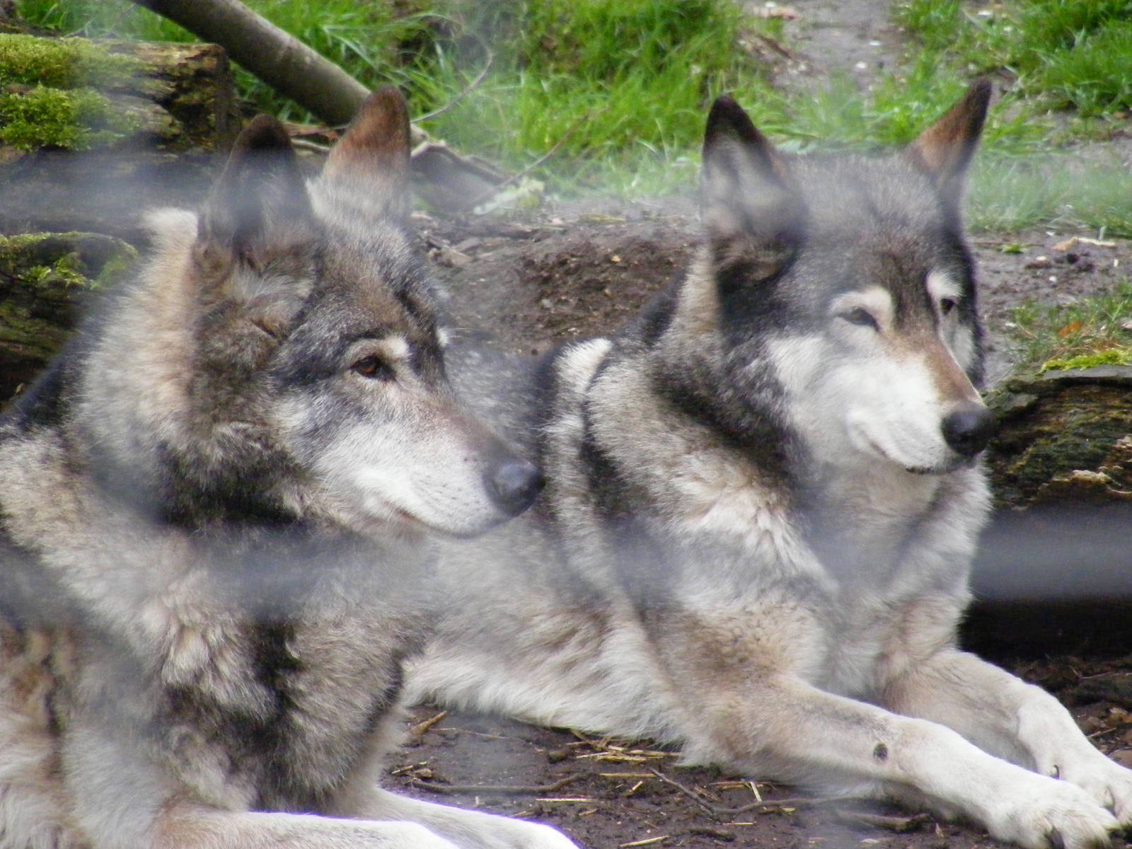 Wolves - Shepreth Wildlife Park - 17 April 2009
