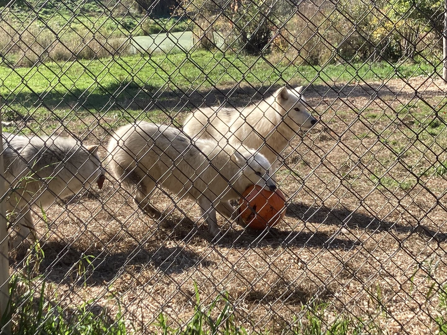 Wolves with Jack O Lantern Pumpkin Halloween Enrichment