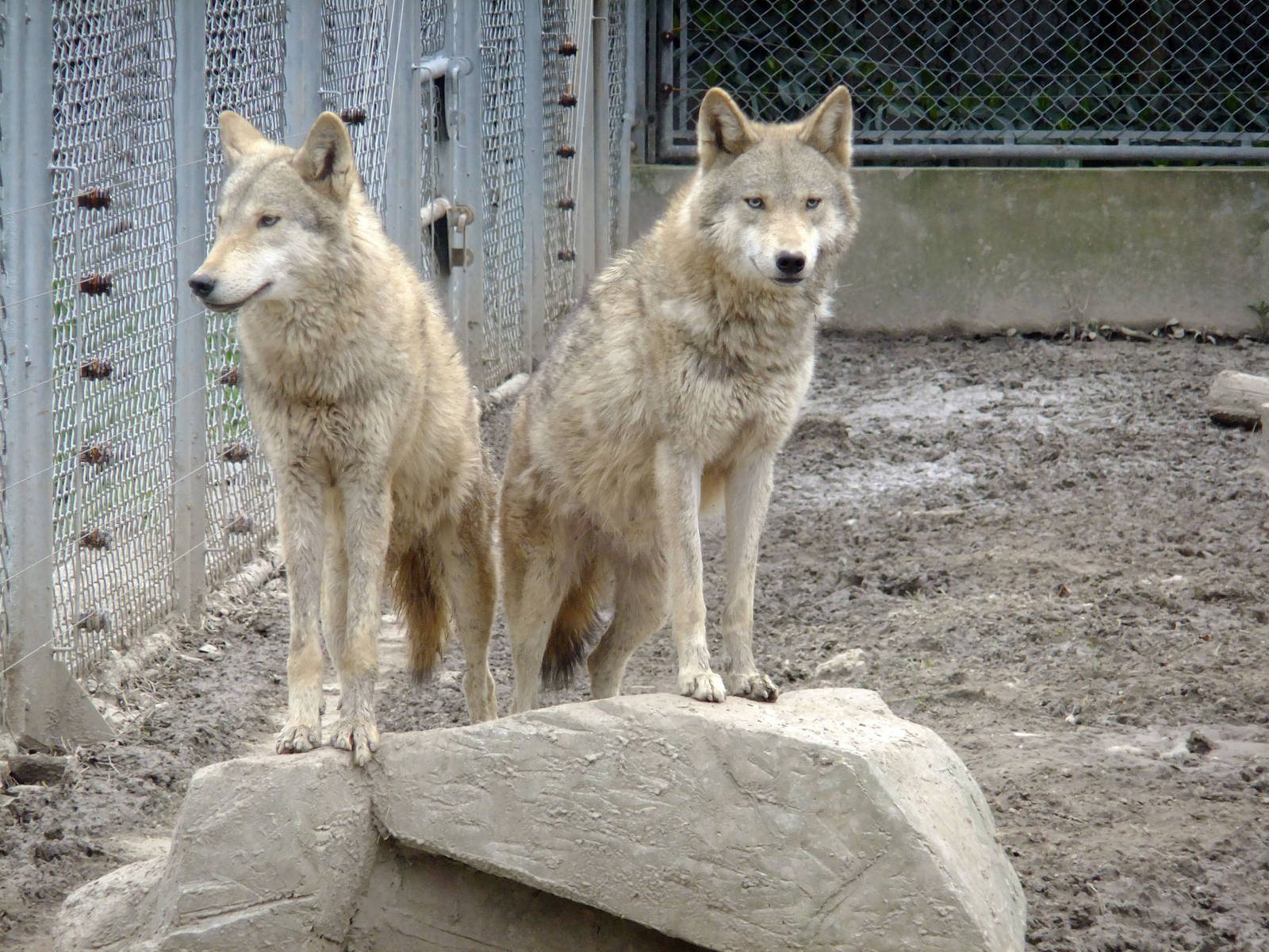 Wolves