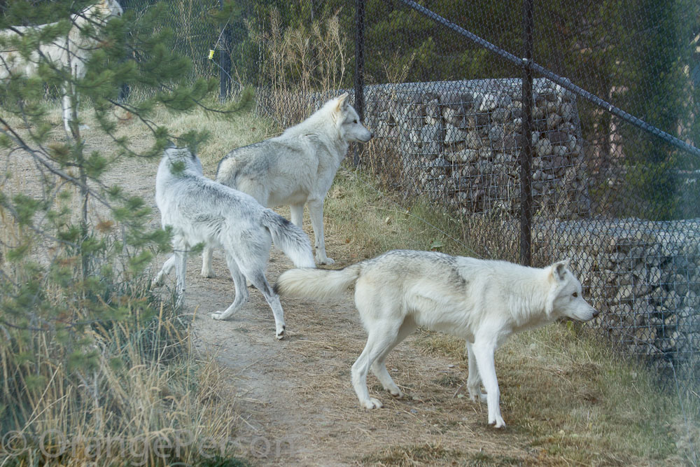 Wolves