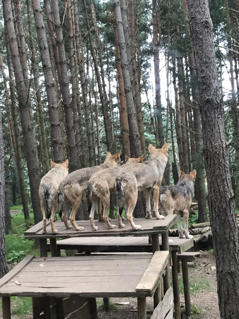 Wolves
