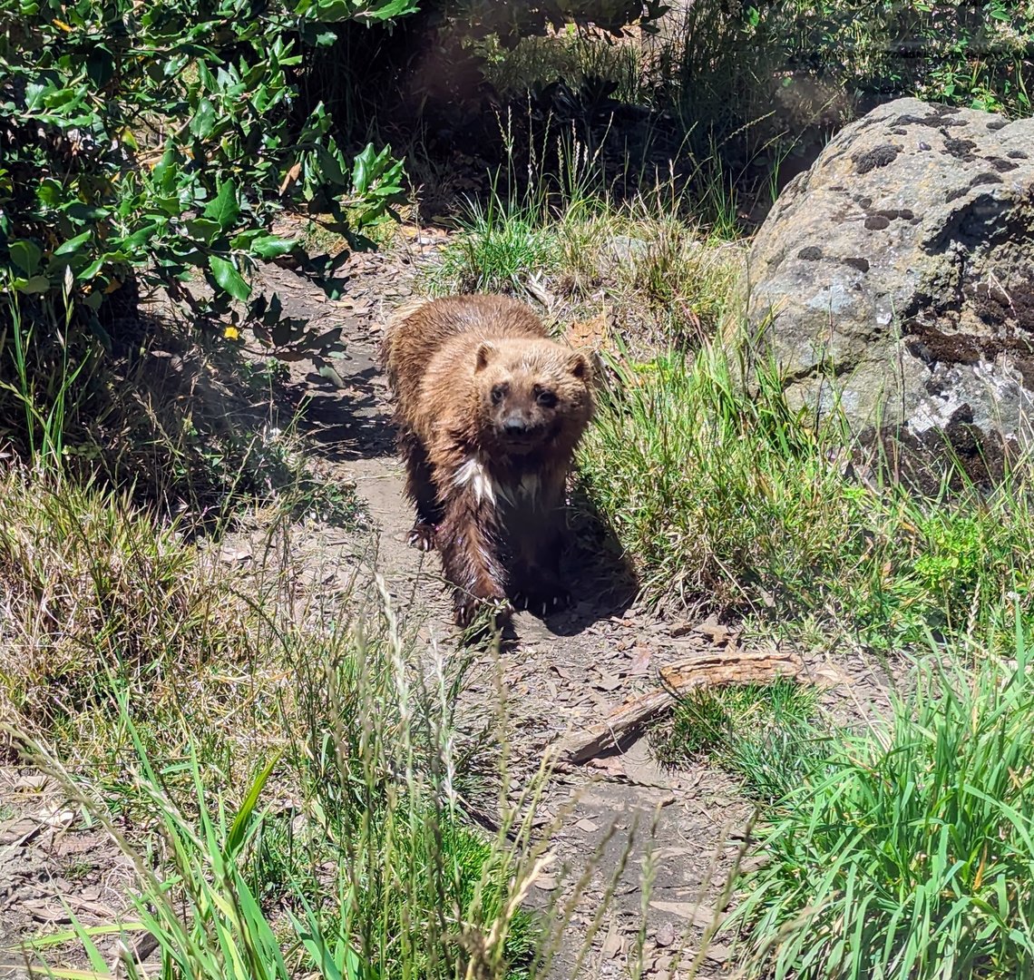 Wolwerine - July 8th 2023