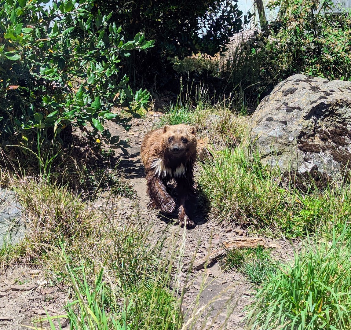 Wolwerine - July 8th 2023