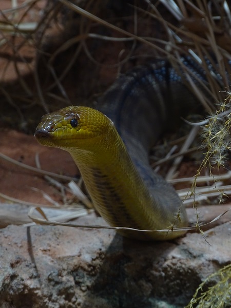 Woma (Aspidites ramsayi) (07/22)