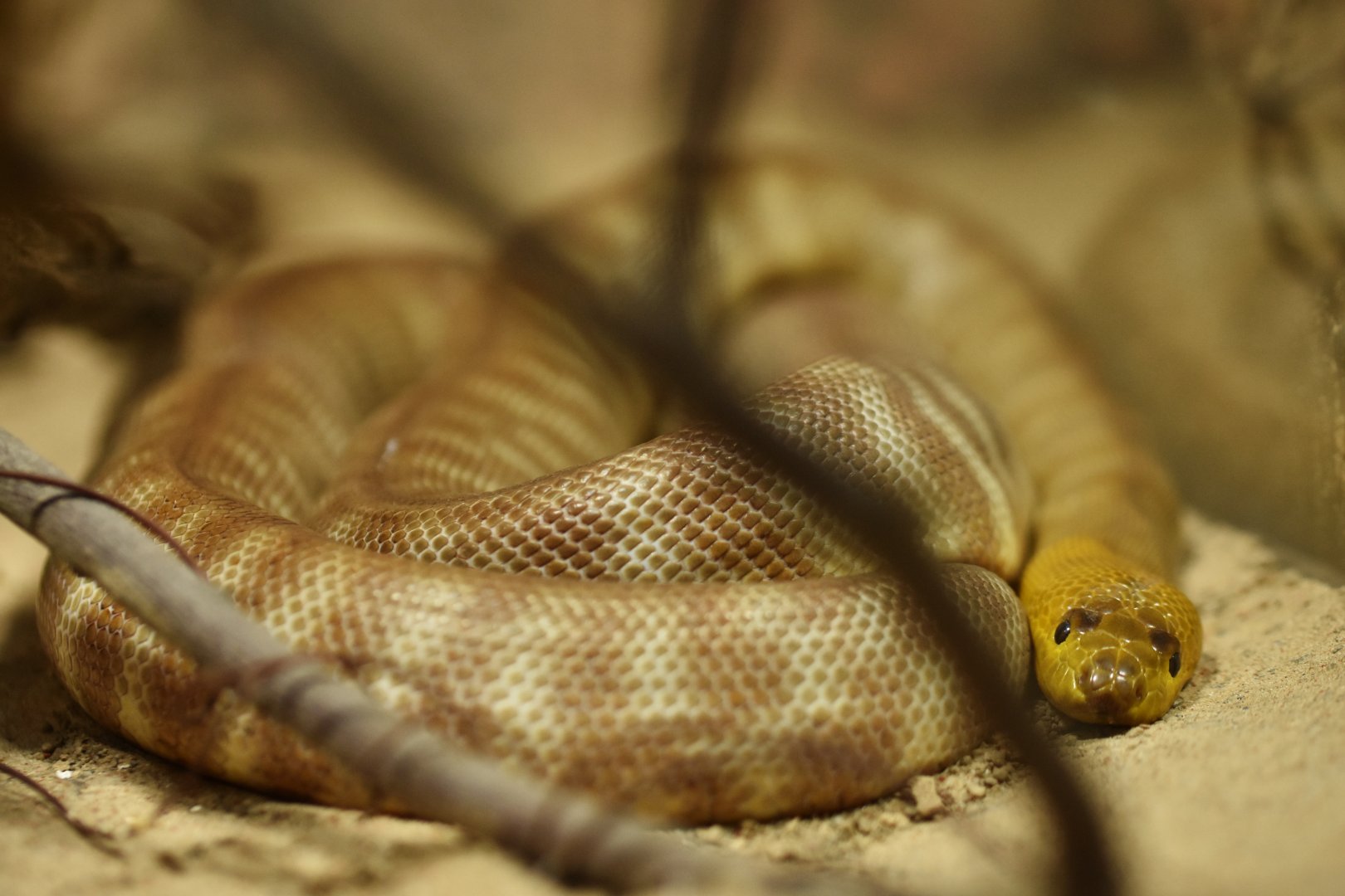 Woma (Aspidites ramsayi)