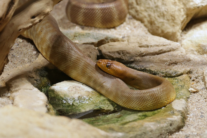 Woma (Aspidites ramsayi)