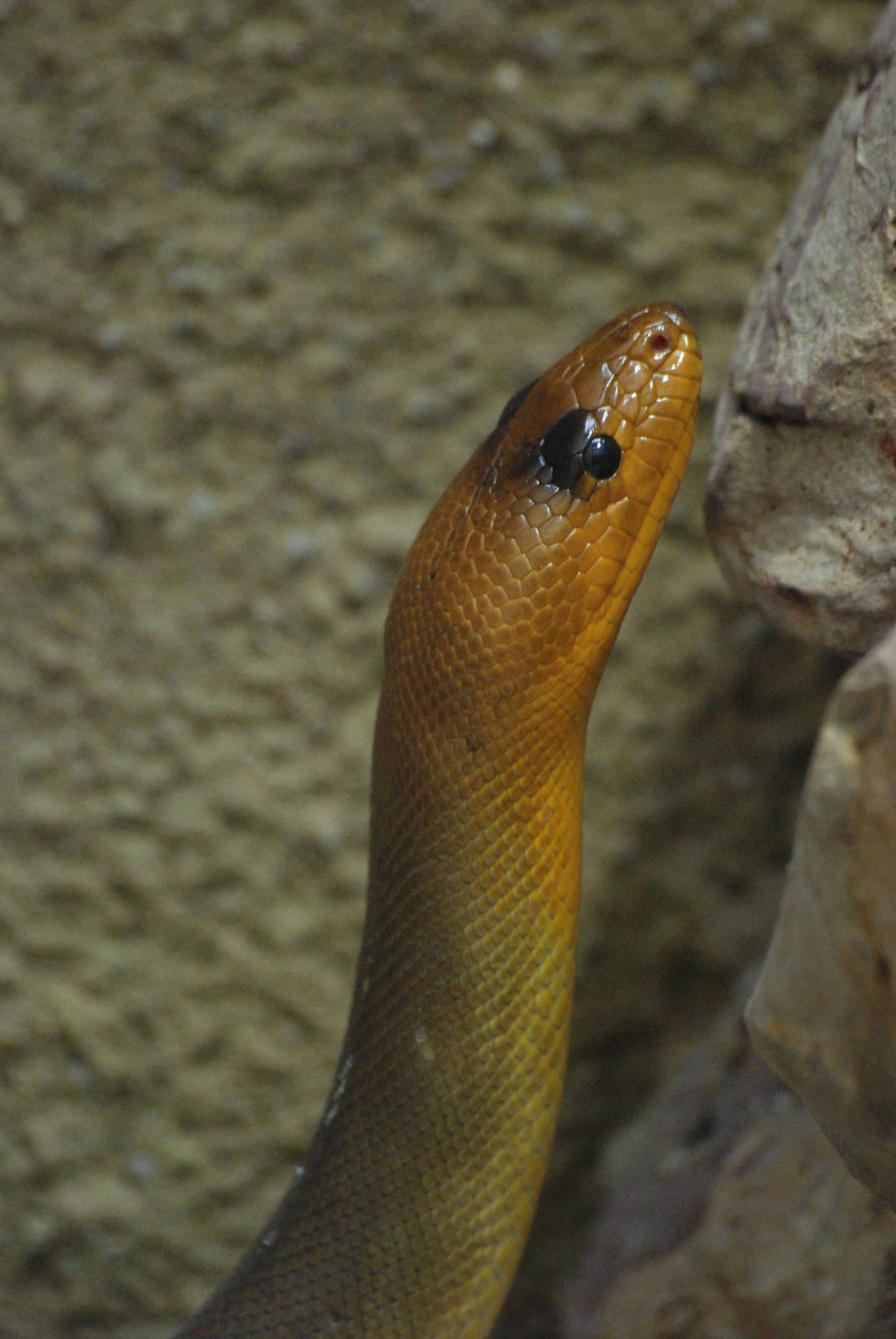 Woma at Berlin Zoo Aquarium, 31/08/11