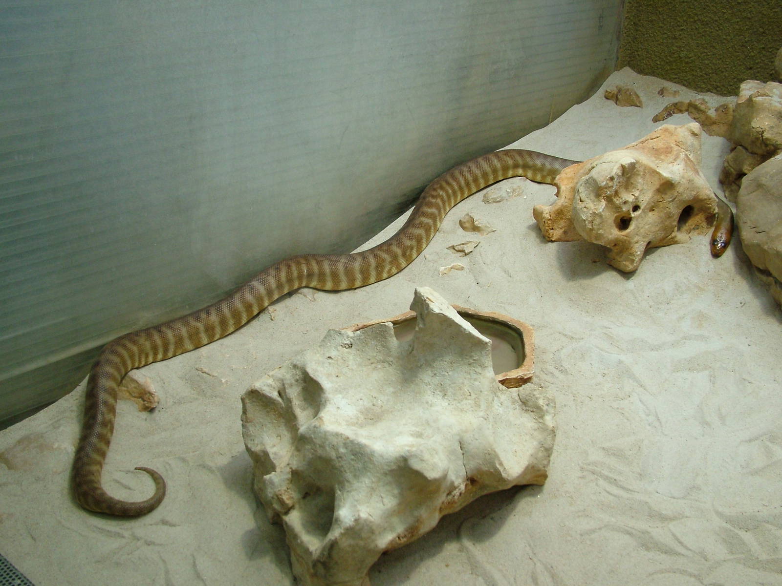 Woma at Berlin Zoo Aquarium, 31/08/11