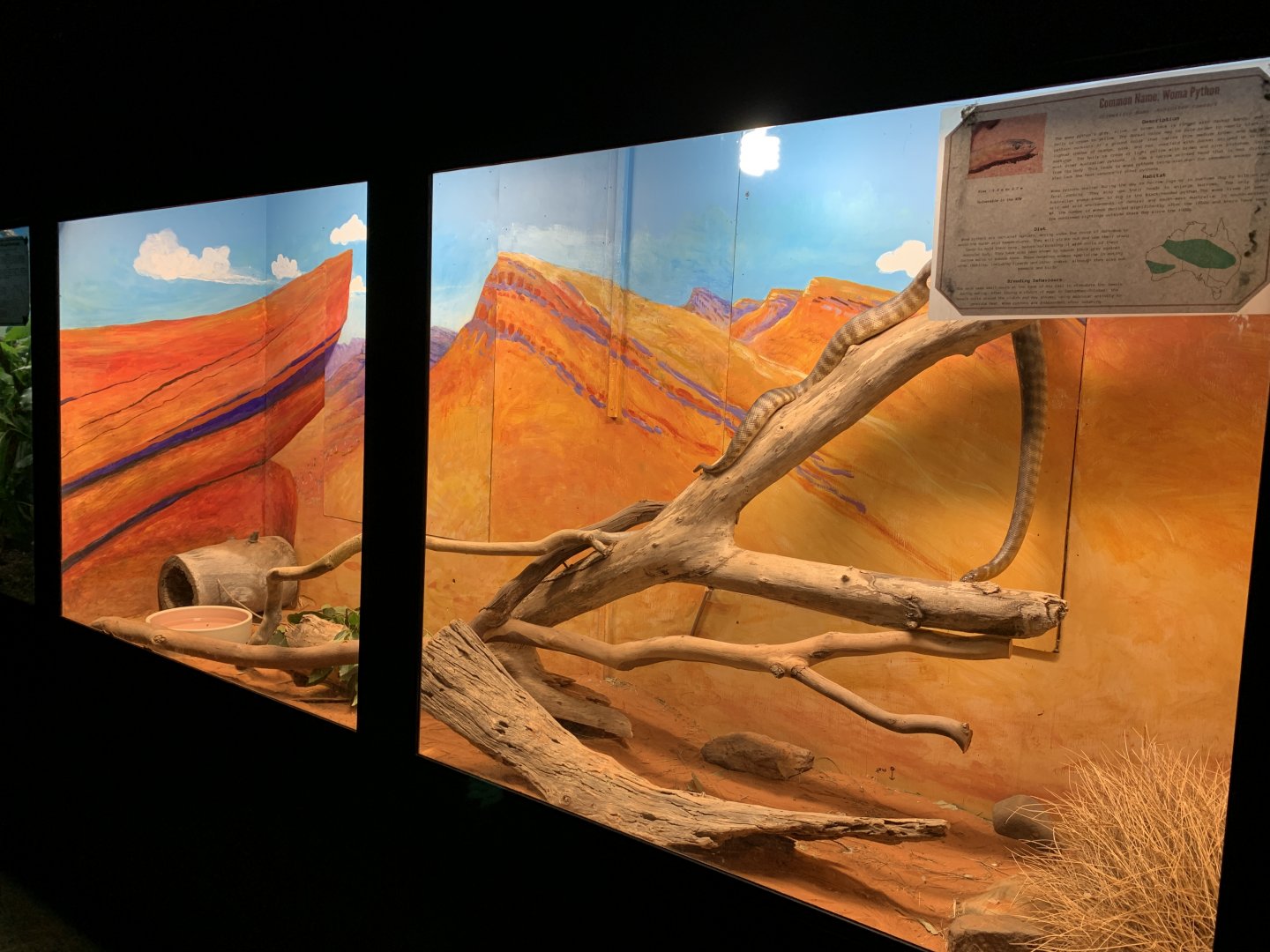 Woma Exhibit (Potoroo Palace)