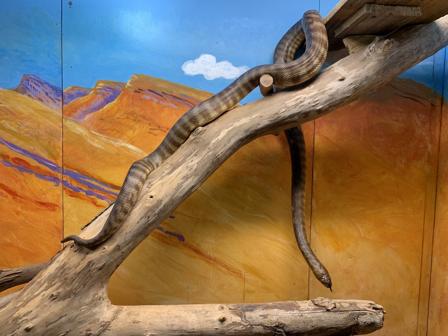 Woma (Potoroo Palace)