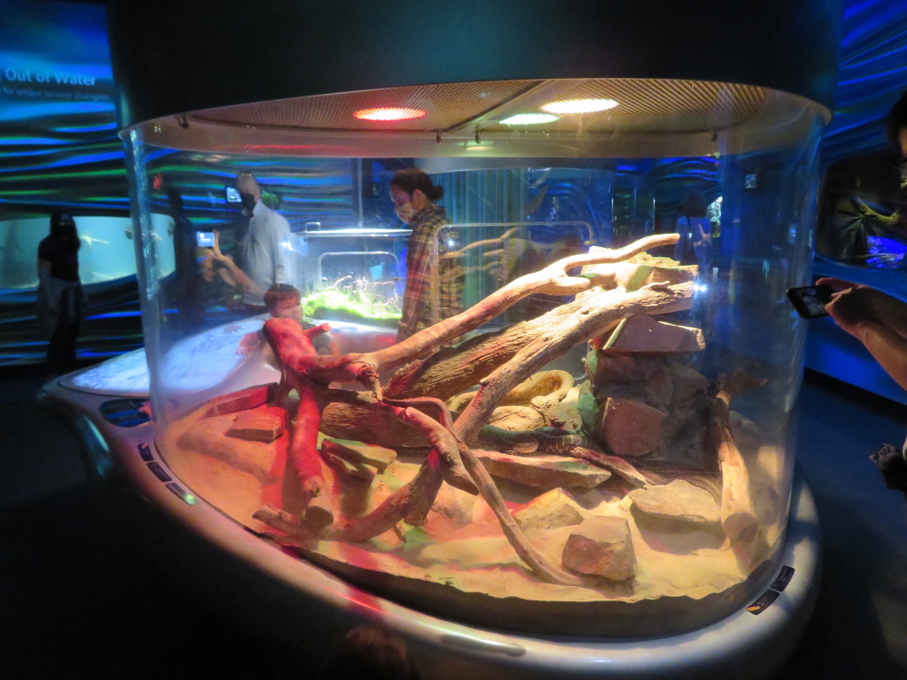 Woma Python and Centralian Python Exhibit