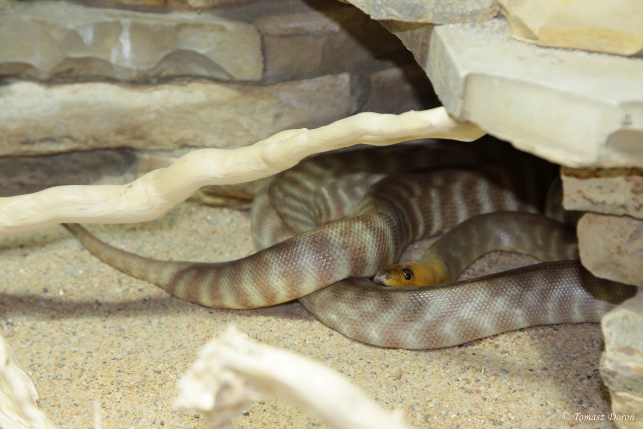 Woma Python (Aspidites ramsayi)