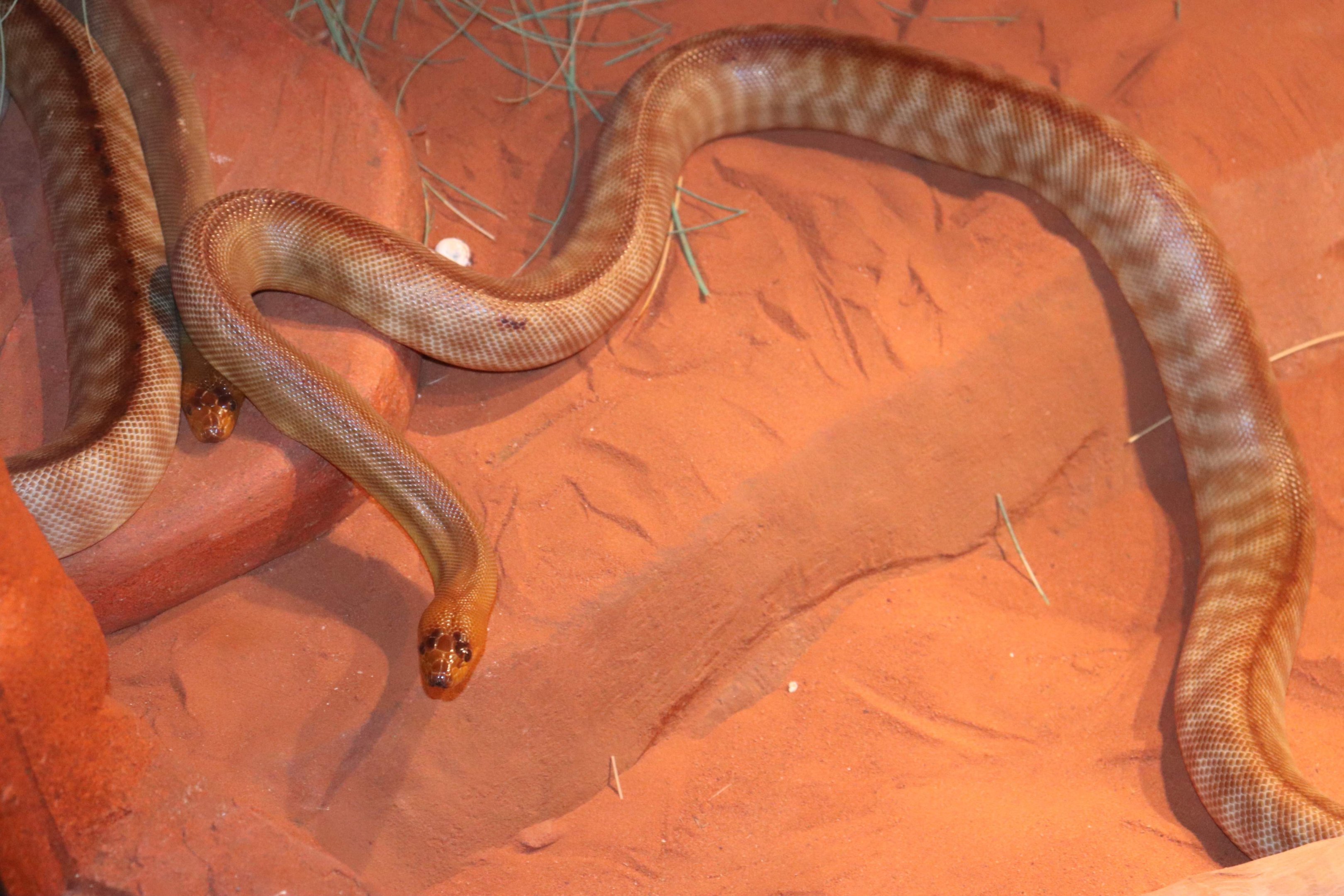 Woma Python (Aspidites ramsayi)