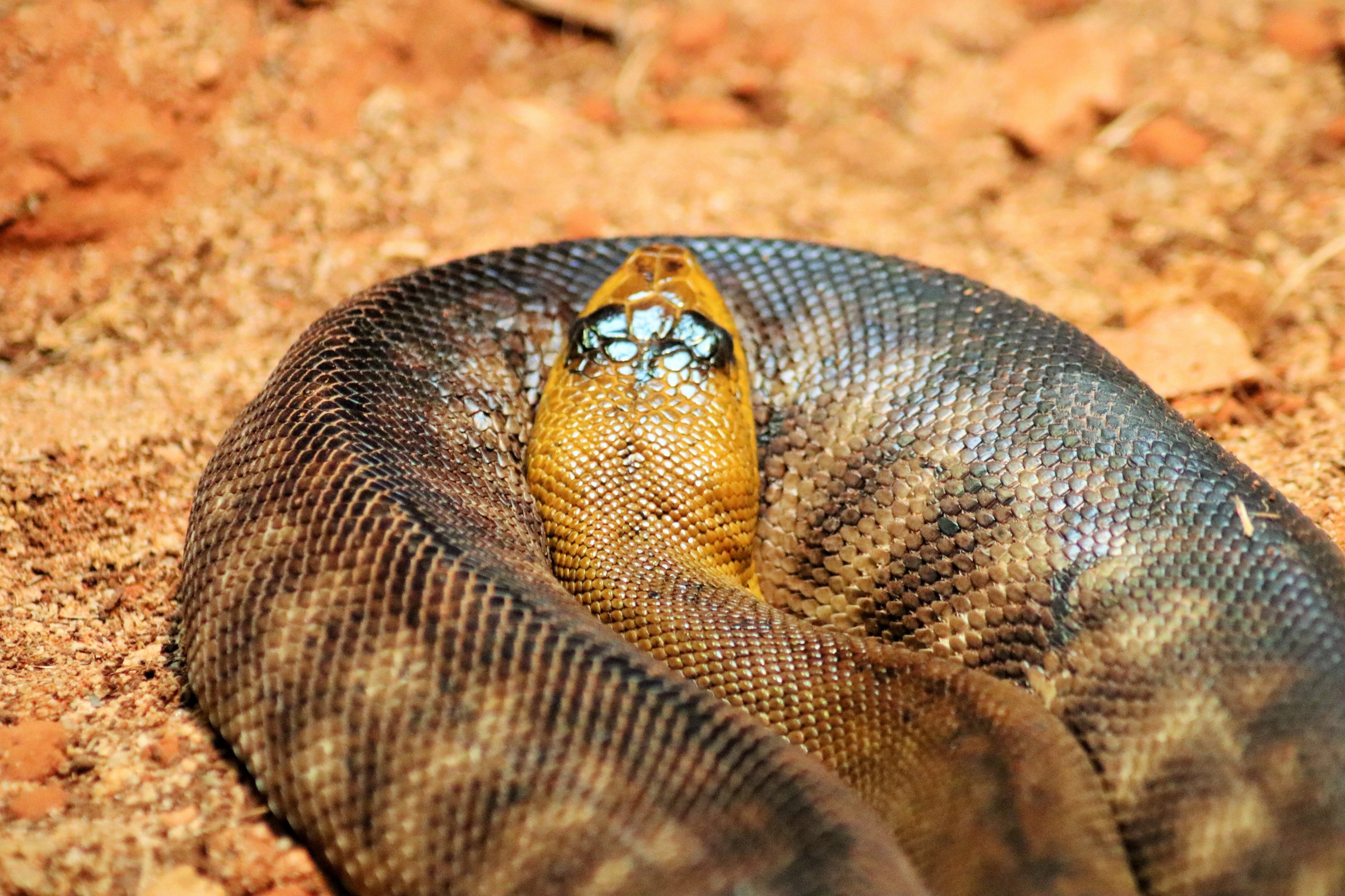 Woma Python (Aspidites ramsayi)