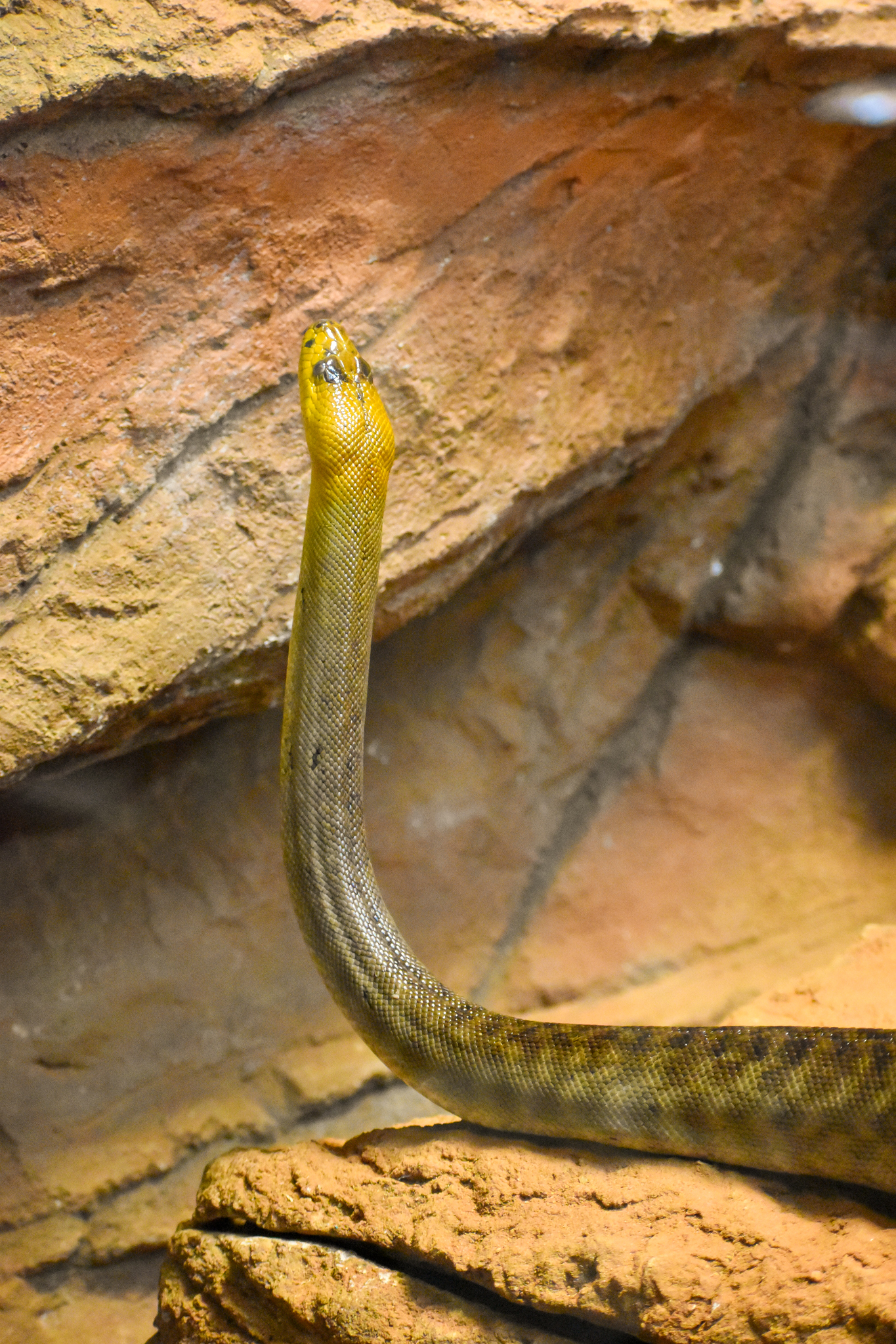 Woma Python (Aspidites ramsayi)