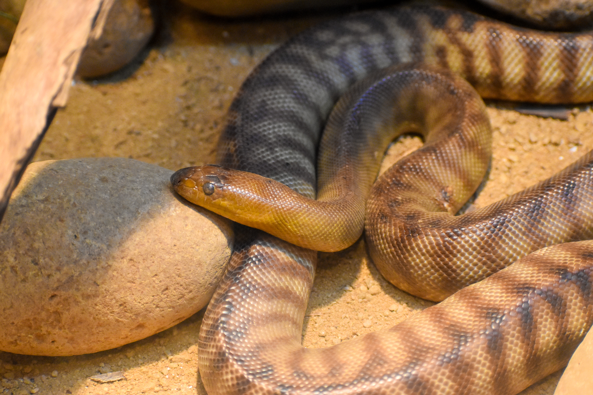 Woma Python (Aspidites ramsayi)