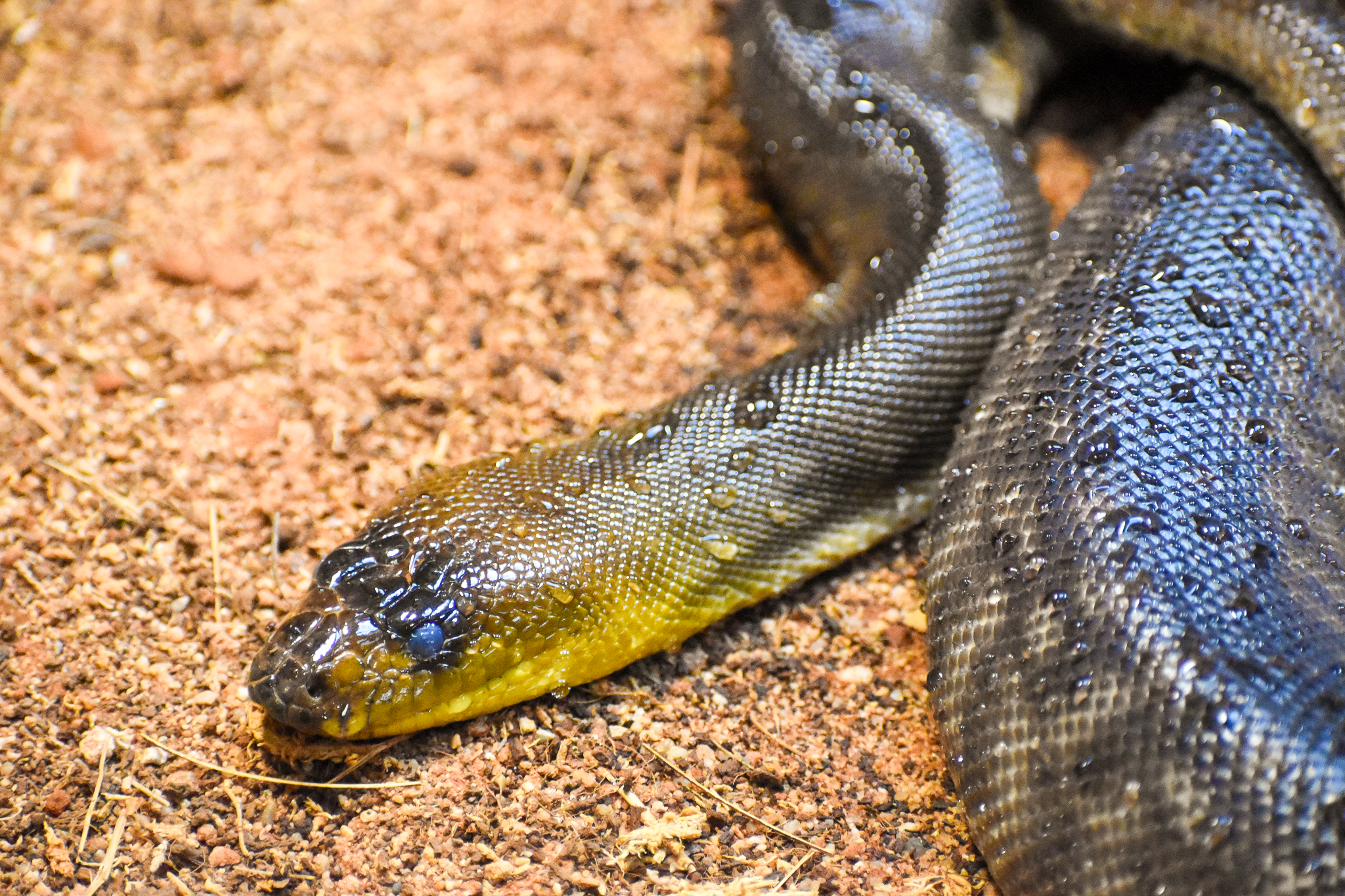 Woma Python (Aspidites ramsayi)
