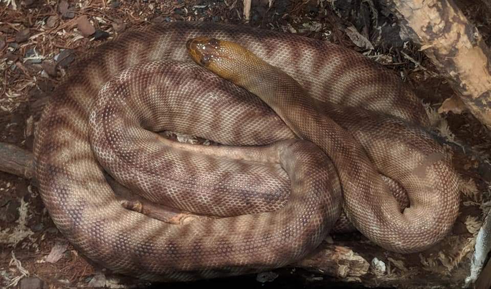 Woma python (Aspidites ramsayi)