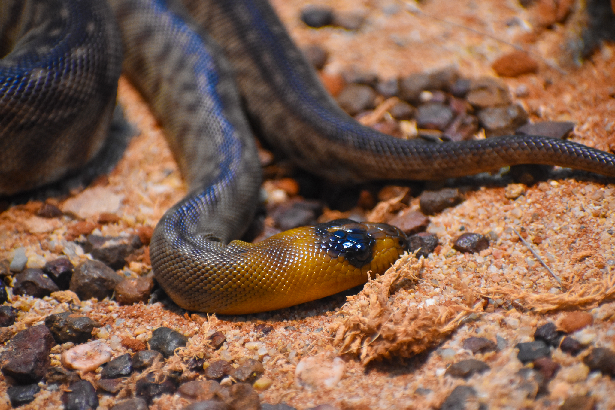 Woma Python (Aspidites ramsayi)