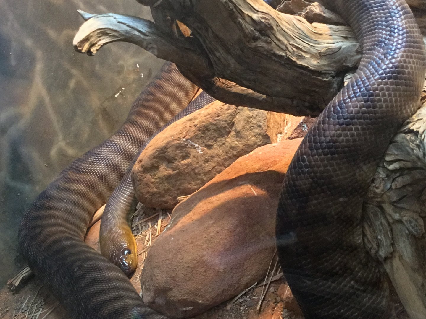 Woma Python (Aspidites ramsayi)