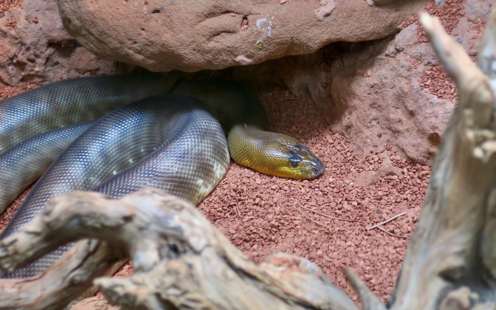 Woma Python (Aspidites ramsayi)