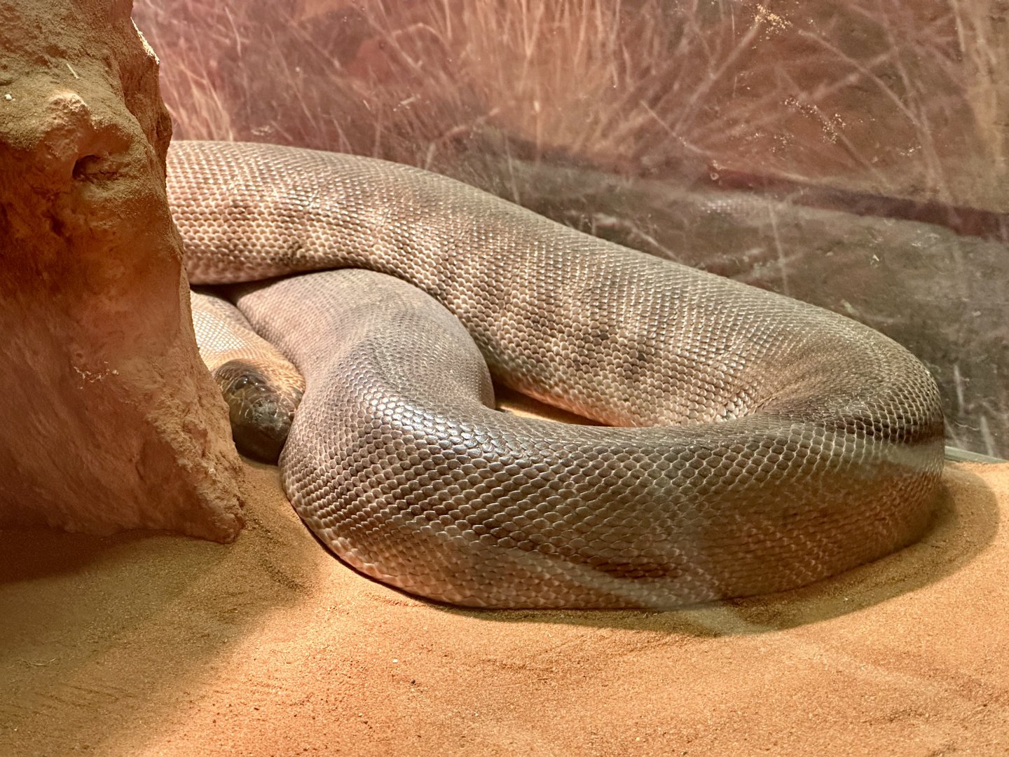 Woma python (Aspidites ramsayi)