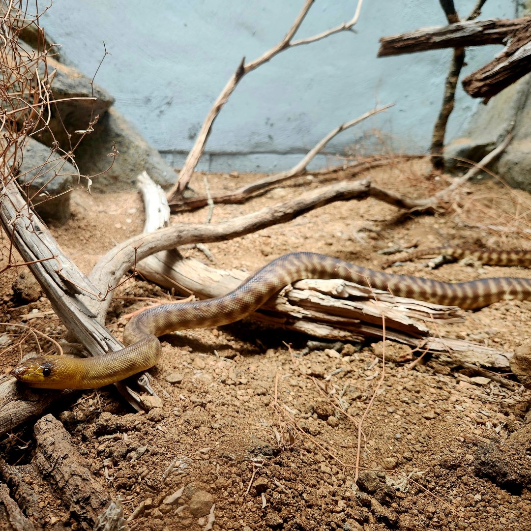 Woma Python (Aspidites ramsayi)