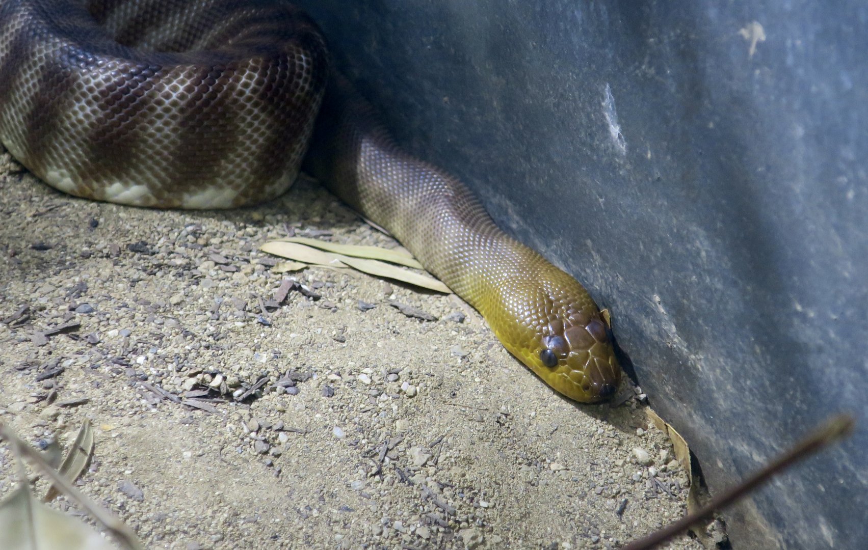 Woma Python (Aspidites ramsayi)