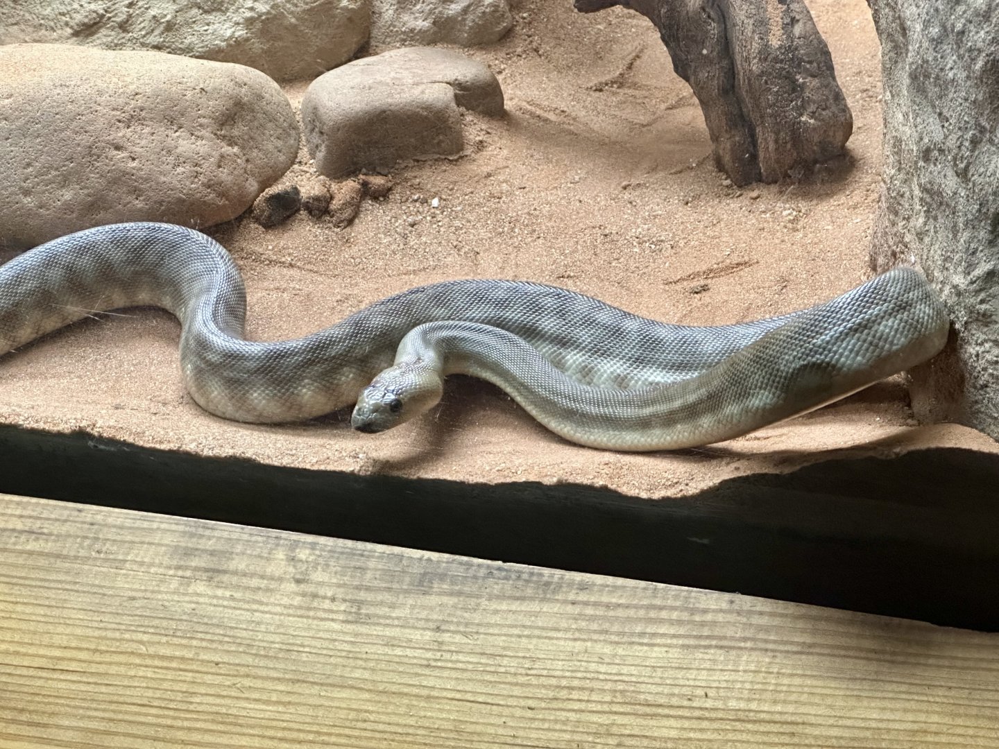 Woma python (Aspidites ramsayi)