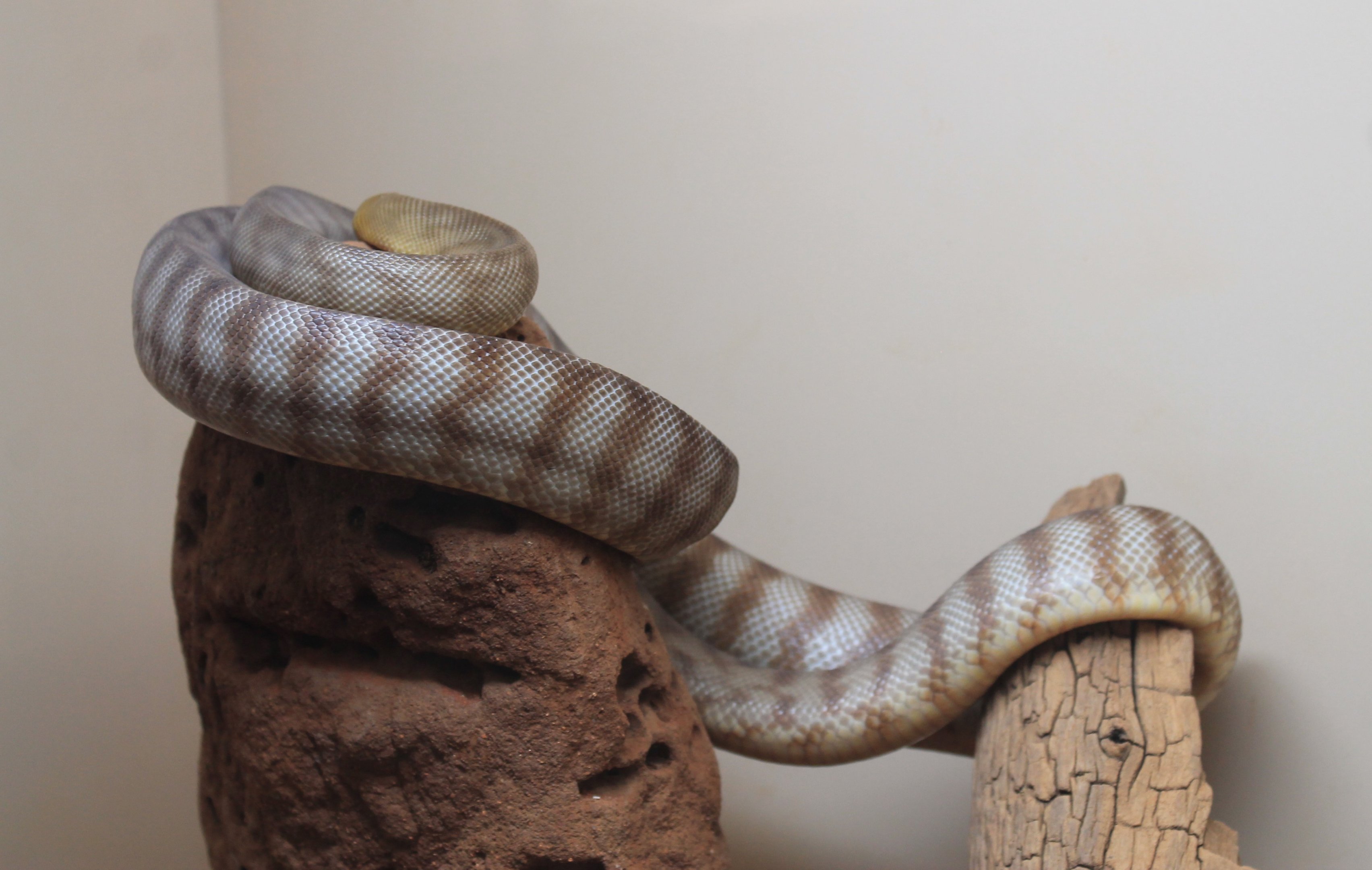 Woma Python (Aspidites ramsayi)