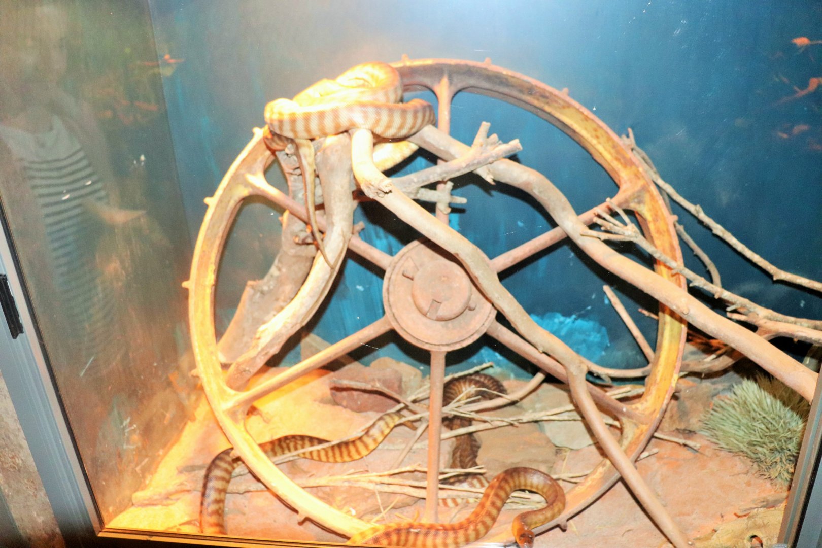 Woma Python Enclosure