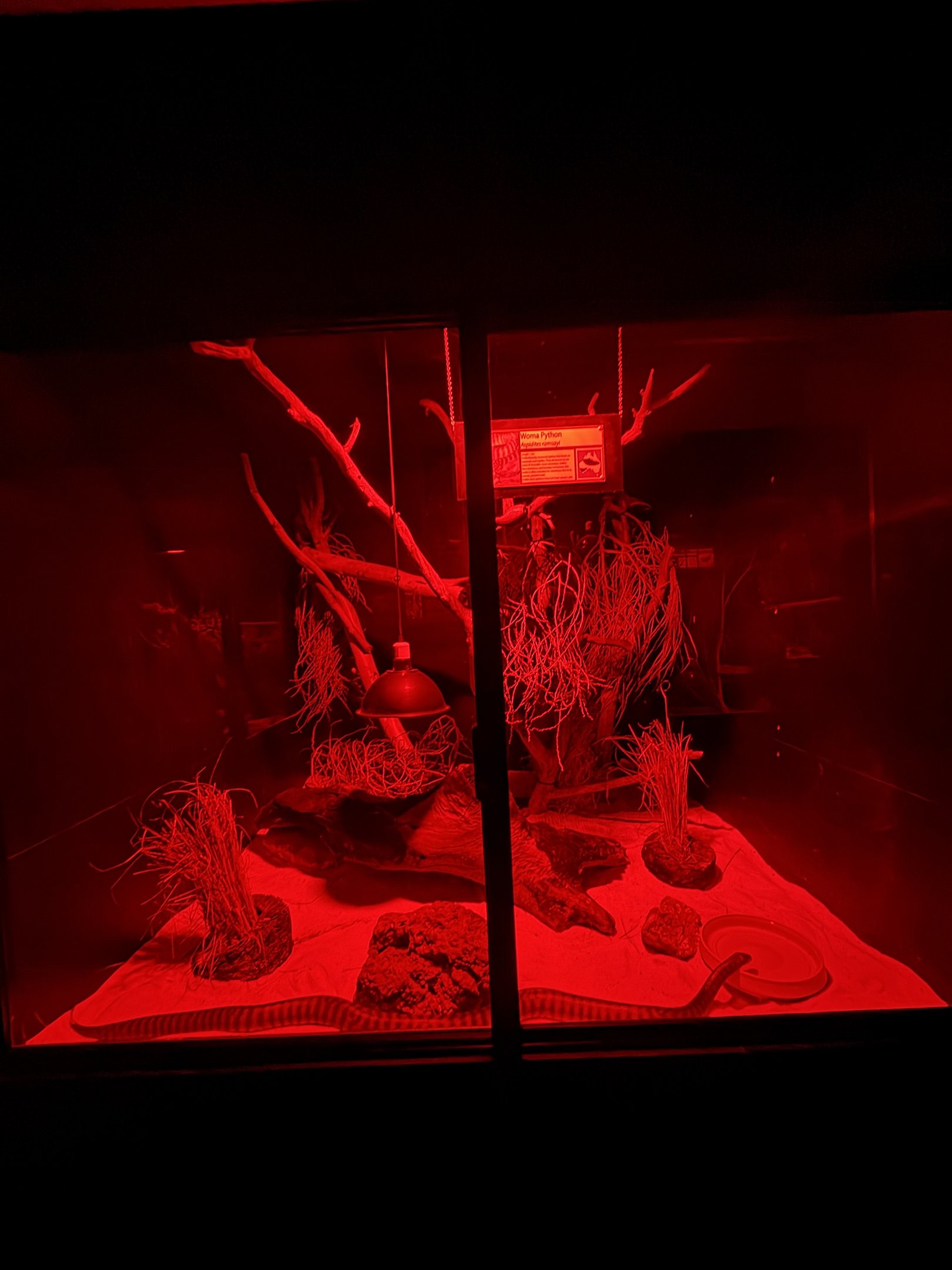 Woma Python exhibit - July 2025