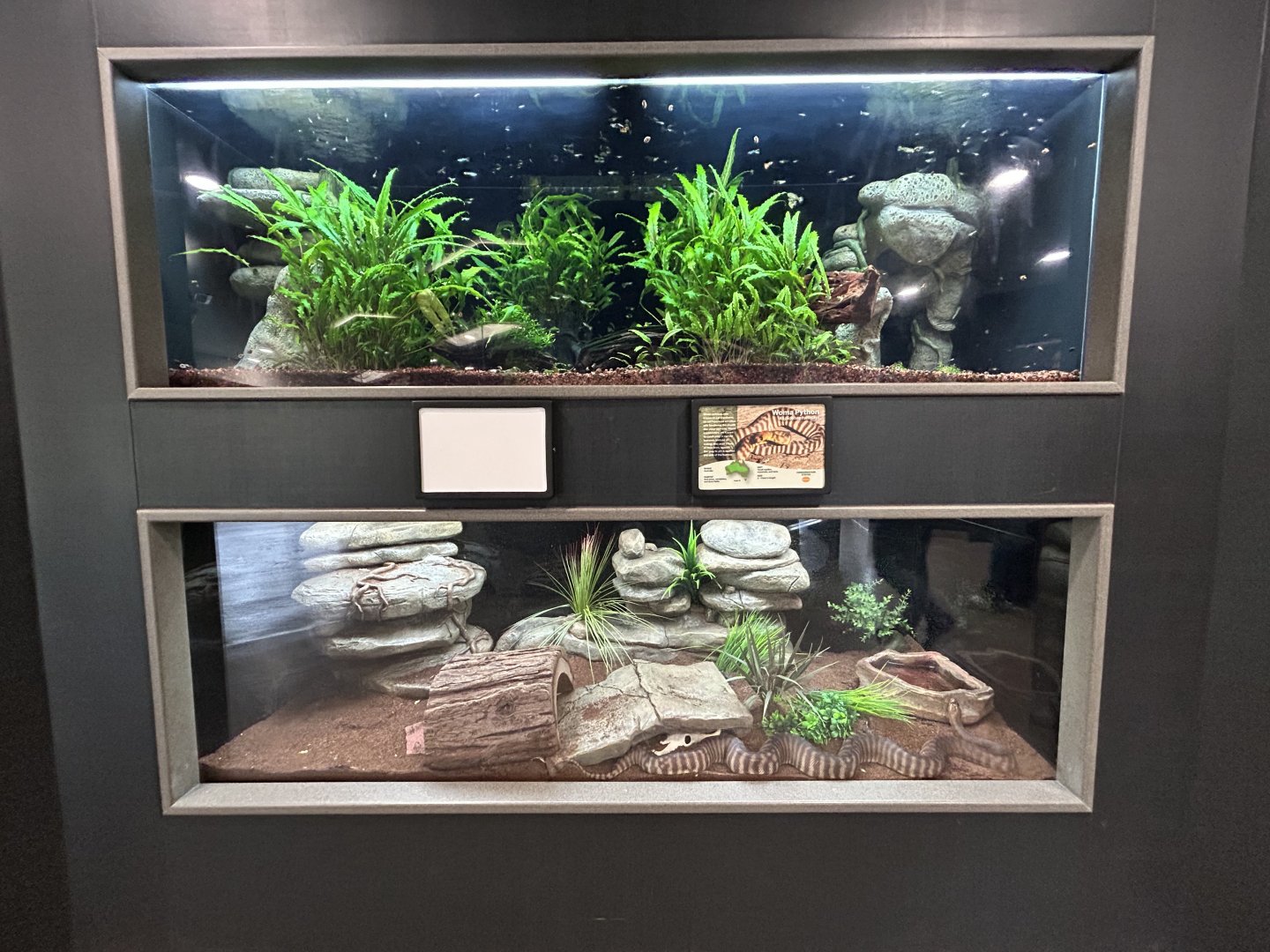 Woma Python Exhibit + Tetras