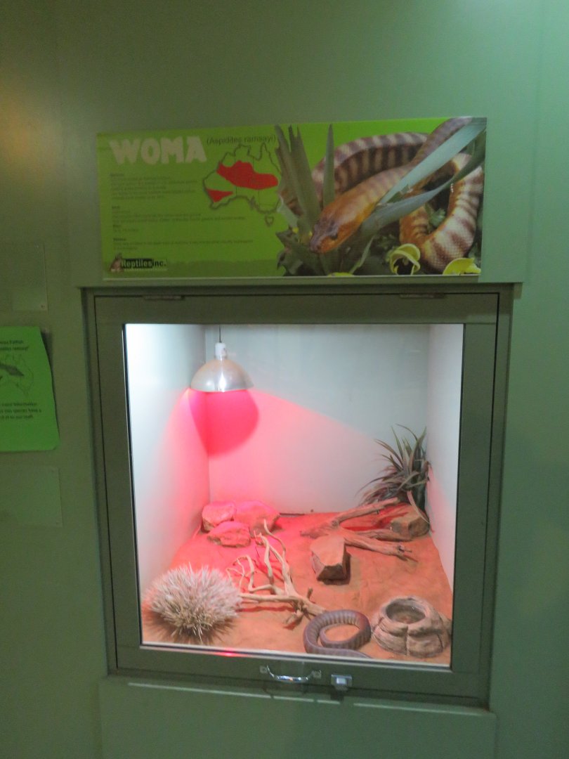Woma Python Exhibit