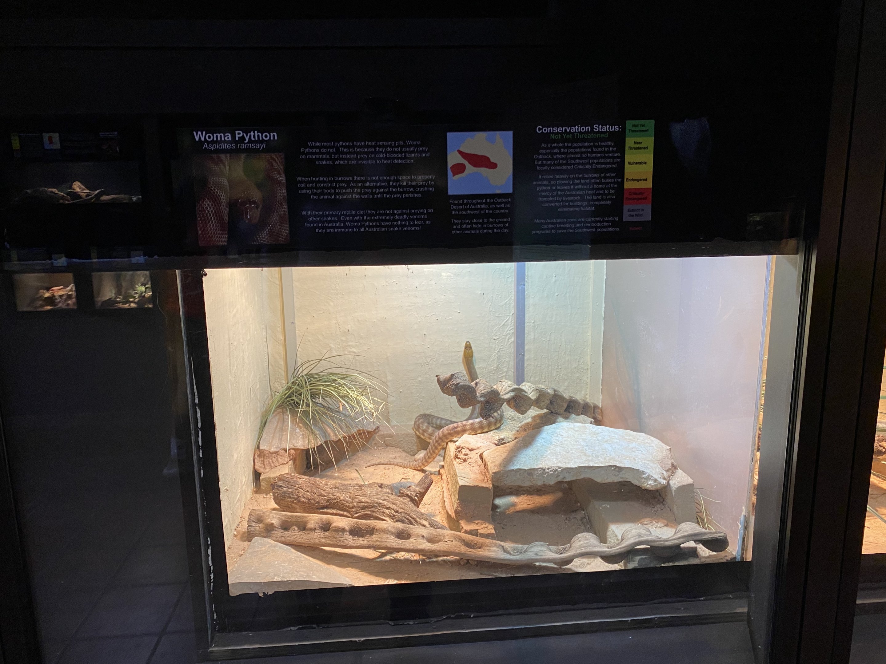 Woma Python Exhibit