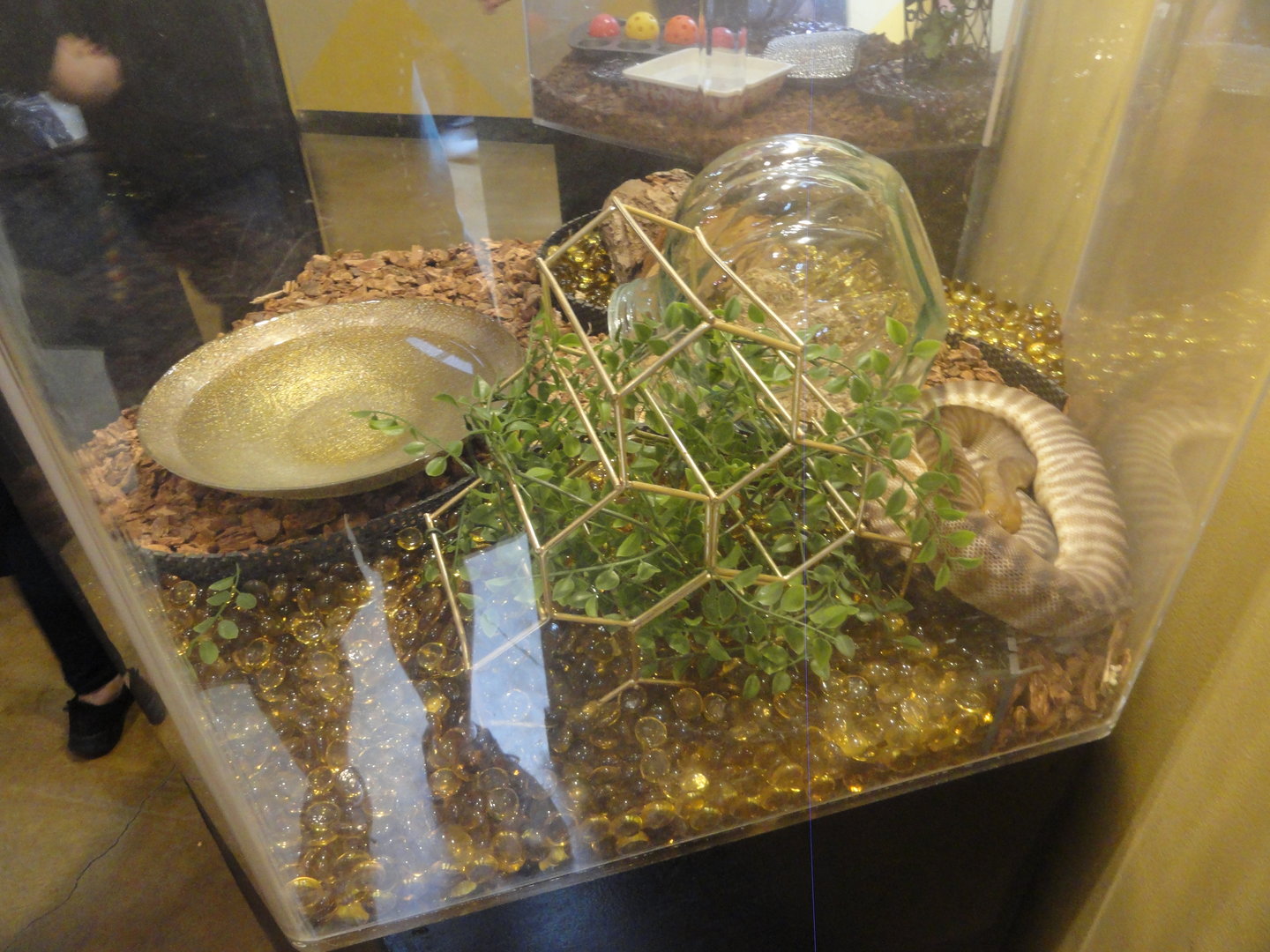 Woma Python Exhibit