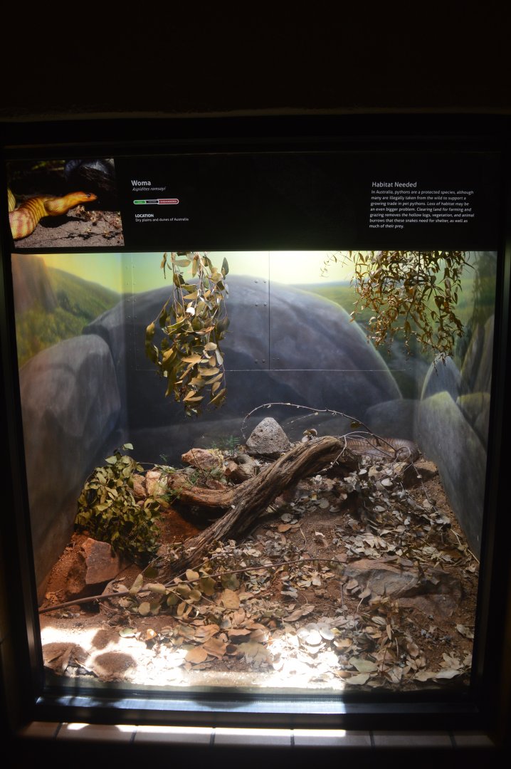 Woma Python Terrarium