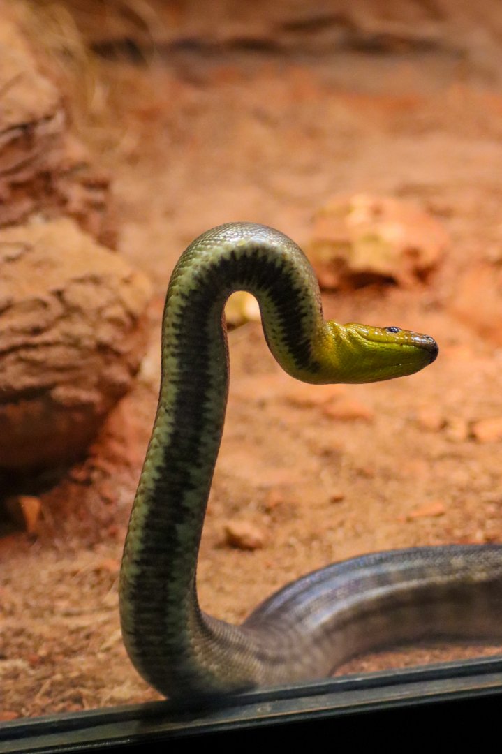 Woma Python Up Against Glass