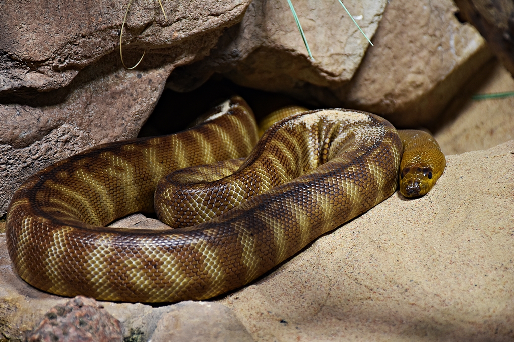 woma python