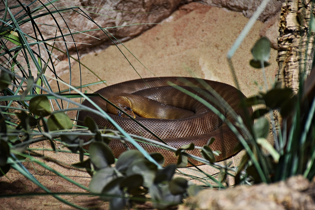 woma python