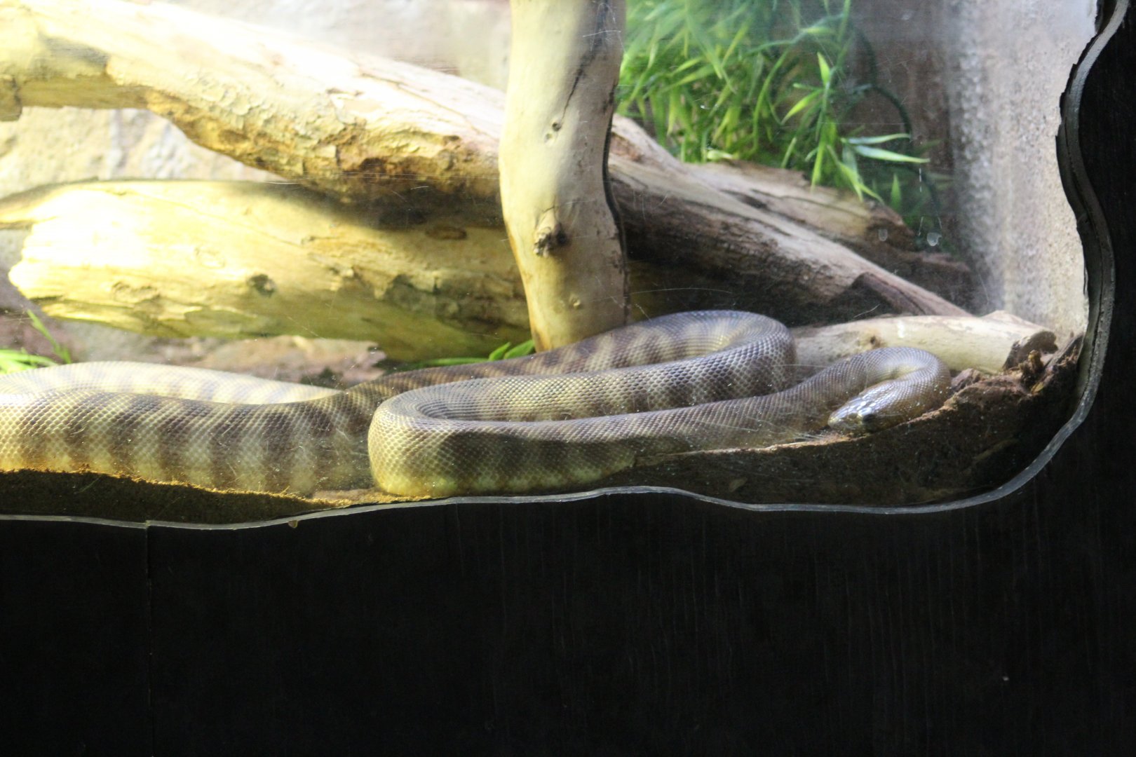 Woma Python