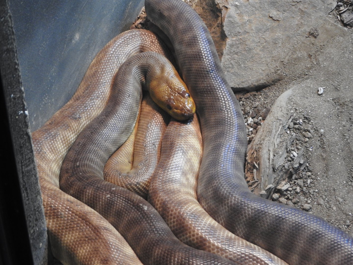 Woma Python