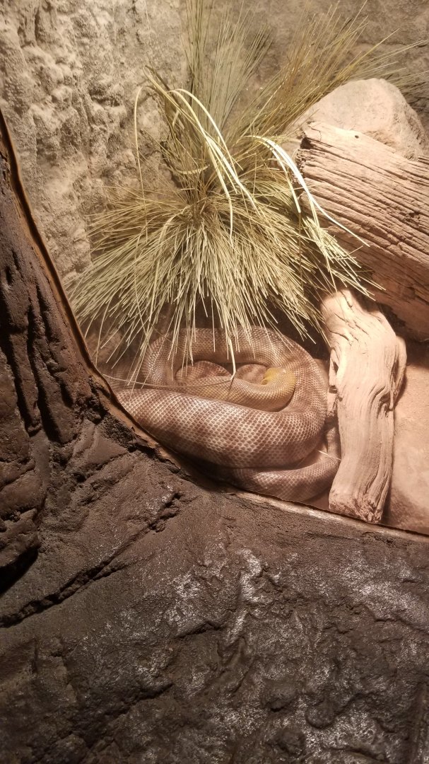 Woma python