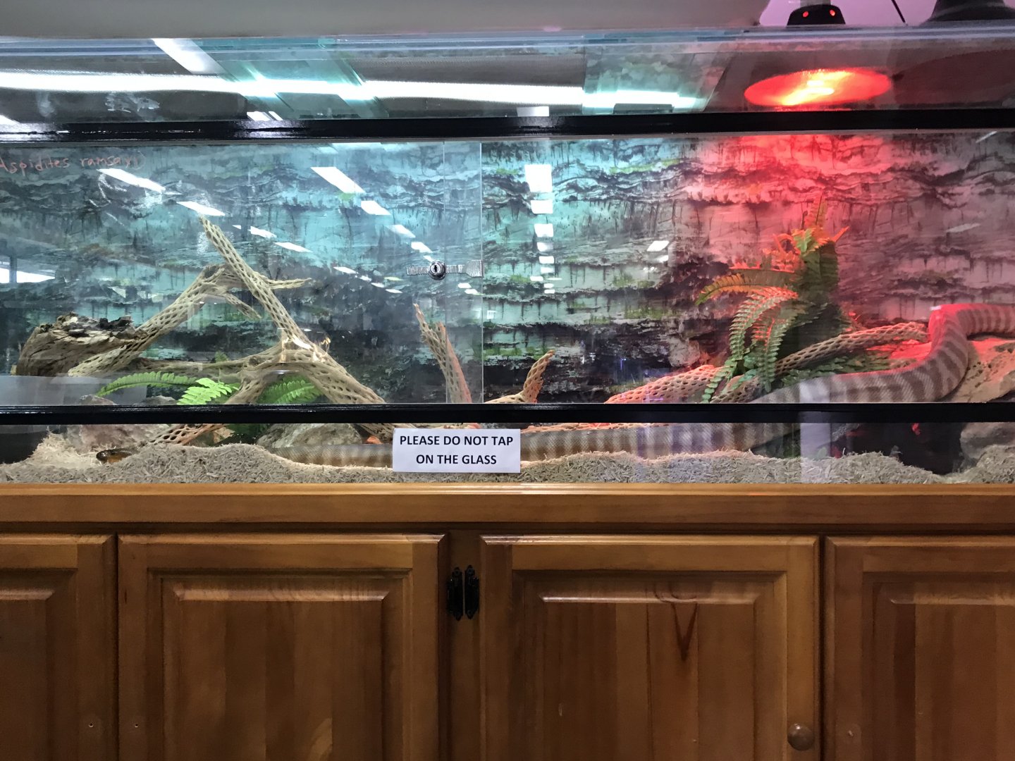 Woma Python