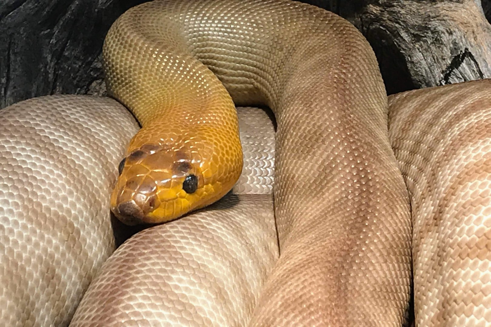 Woma Python